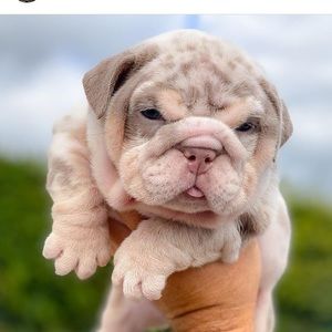 Meet your Posher, Jasmine